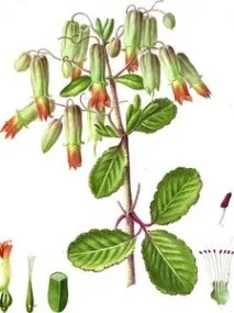 периста