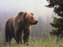 пазител мечка