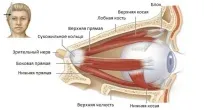 М’язи ока - будова та функції будова