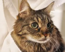 причини котки