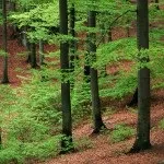 Наші лісові тварини лісові