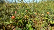 На інтинських болотах - небувалий урожай морошки. інтинських