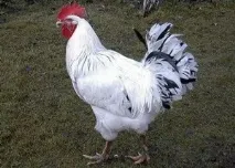 курей