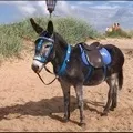 търсене работохолик