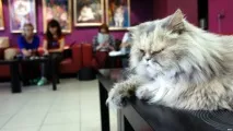 Топ-10 бізнесів, які вигідно відкривати та розвивати в Карелії топ-10