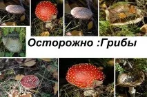 класифікація