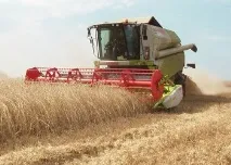 може бъде восъчна зрялост
