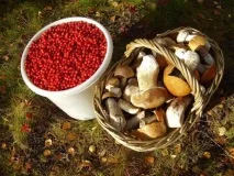 Топ-10 бізнесів, які вигідно відкривати та розвивати в Карелії вигідно