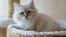 Невський маскарад настав час березневих кішок кішок