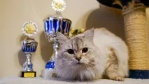 Невський маскарад настав час березневих кішок кішок