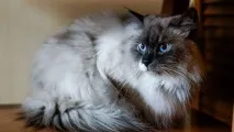 Невський маскарад настав час березневих кішок невський