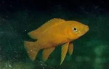 neolamprologus Neolamprologus leleupi