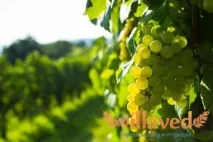Обробка винограду залізним купоросом восени та навесні купоросом