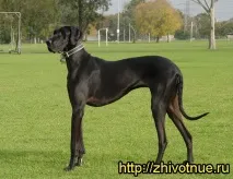 немски куче