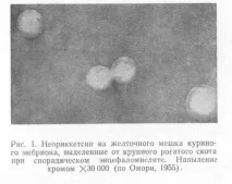 неорикетиози неорикетиози