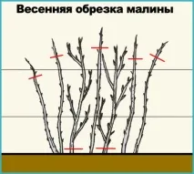 Обрізка малини восени та навесні для початківців восени
