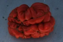 редки семена
