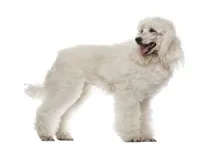 перед