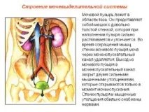 тумор жените