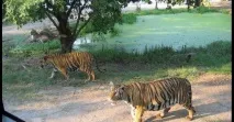 safari world
