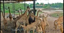 world safari