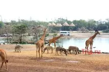 safari world