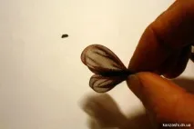 Бджілка канзаші бджілка
