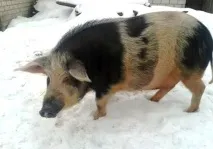 кармал кармал