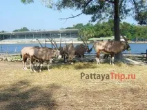 park safari