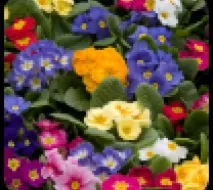 Особливості вирощування примули садової вирощування