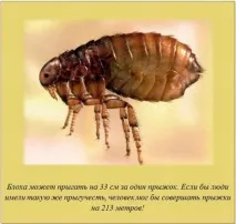 идват идват