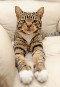 стана котка