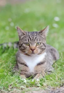 котка котка