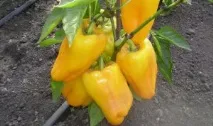 Перець у теплиці вирощування, формування куща методом пасинкування перець