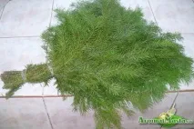 ползи лечение
