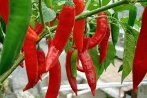Перець у теплиці вирощування, формування куща методом пасинкування теплиці