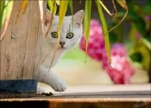 котки кучета