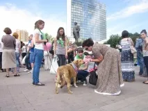 Перший Кубок для дворняг, Останні новини міста Донецька, Донецької області, Донбасу та України міста