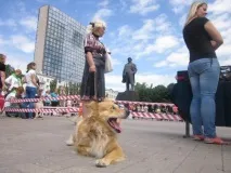 Перший Кубок для дворняг, Останні новини міста Донецька, Донецької області, Донбасу та України останні