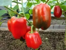 Перець у теплиці вирощування, формування куща методом пасинкування теплиці