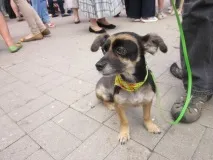 Перший Кубок для дворняг, Останні новини міста Донецька, Донецької області, Донбасу та України міста