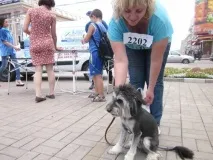 Перший Кубок для дворняг, Останні новини міста Донецька, Донецької області, Донбасу та України новини