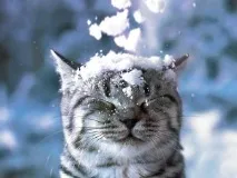 платифилин нашите