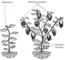 Перець у теплиці вирощування, формування куща методом пасинкування теплиці