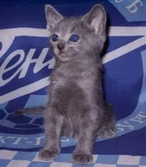 розплідник