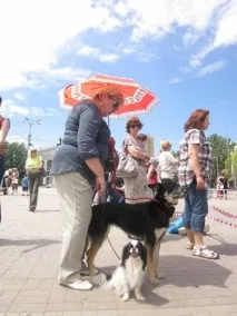 Перший Кубок для дворняг, Останні новини міста Донецька, Донецької області, Донбасу та України перший