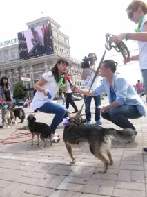 Перший Кубок для дворняг, Останні новини міста Донецька, Донецької області, Донбасу та України дворняг