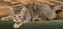 Піксибоб опис, фото, догляд, характер, ціна фото