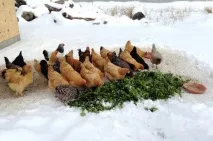 кури