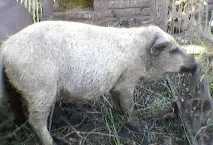 характеристики описание